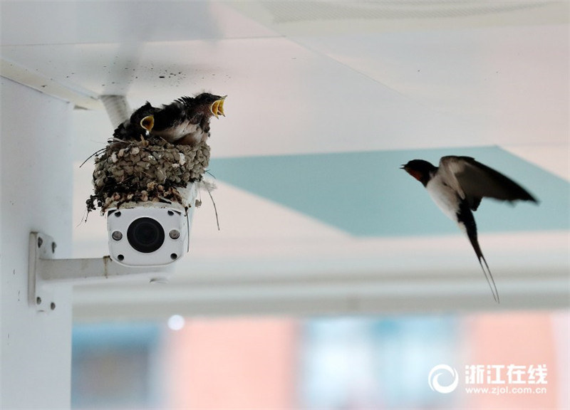Пара ласточек свила гнездо над камерой видеонаблюдения в школе