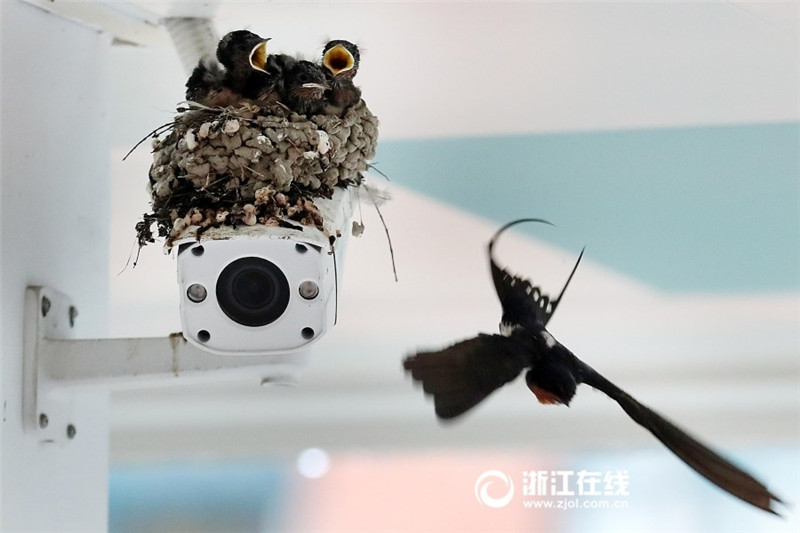Пара ласточек свила гнездо над камерой видеонаблюдения в школе
