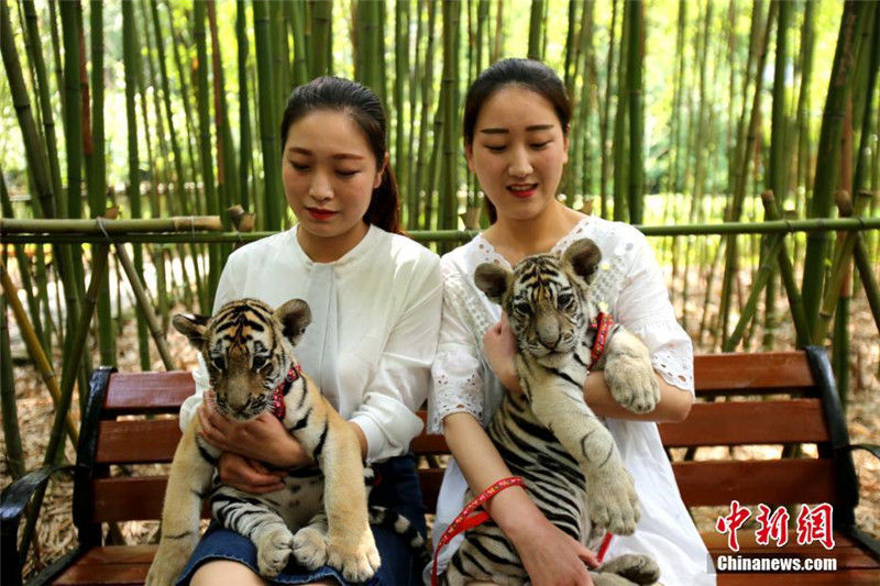 Две девушки "выгуляли тигров" в хэнаньском парке