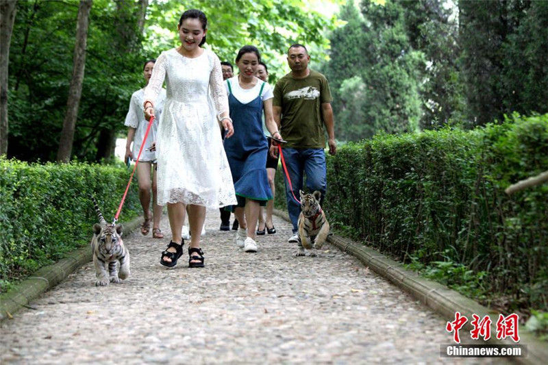 Две девушки "выгуляли тигров" в хэнаньском парке