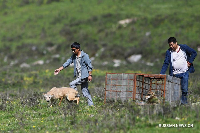 В провинции Ганьсу выпустили в природу двух волков, воспитанных в неволе