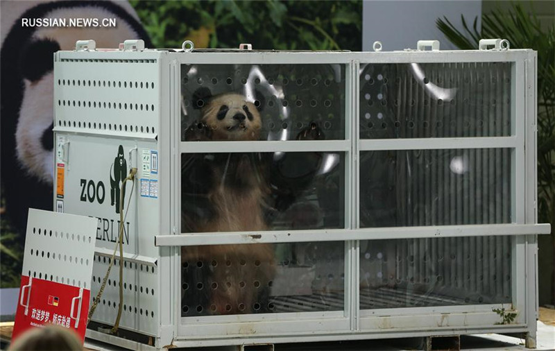 Китайские большие панды Мэнмэн и Цзяоцин прибыли в Берлин из Чэнду