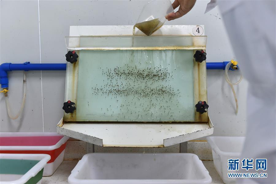 "Боевые комары" из Китая будут бороться с эпидемией денге