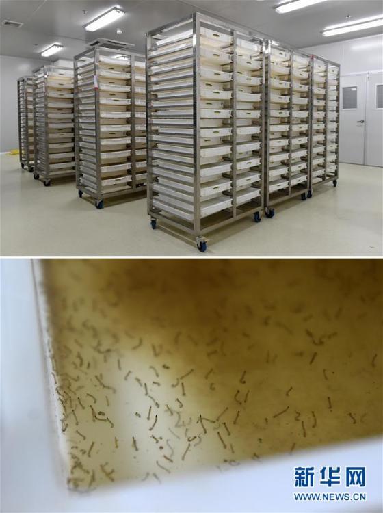 "Боевые комары" из Китая будут бороться с эпидемией денге