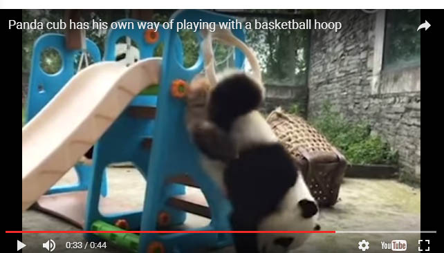 Панда застряла в баскетбольном кольце в Китае, но выбралась - видео