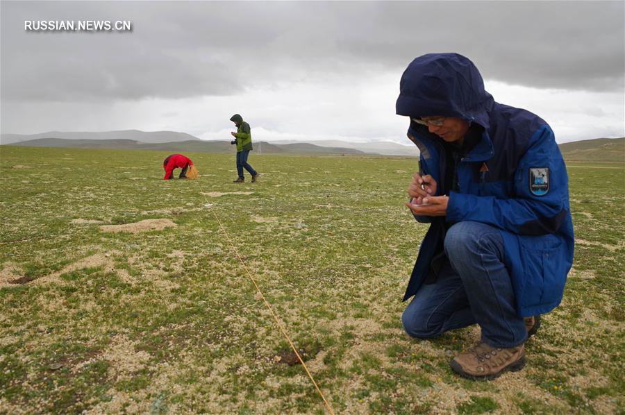 Китайские ученые исследуют животный и растительный мир Цинхай-Тибетского нагорья