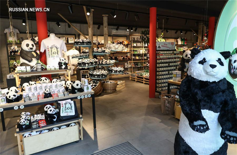 Панды из Китая -- новые кумиры берлинской публики