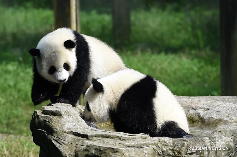 Панды-близнецы празднуют первый день рождения в Чунцинском зоопарке