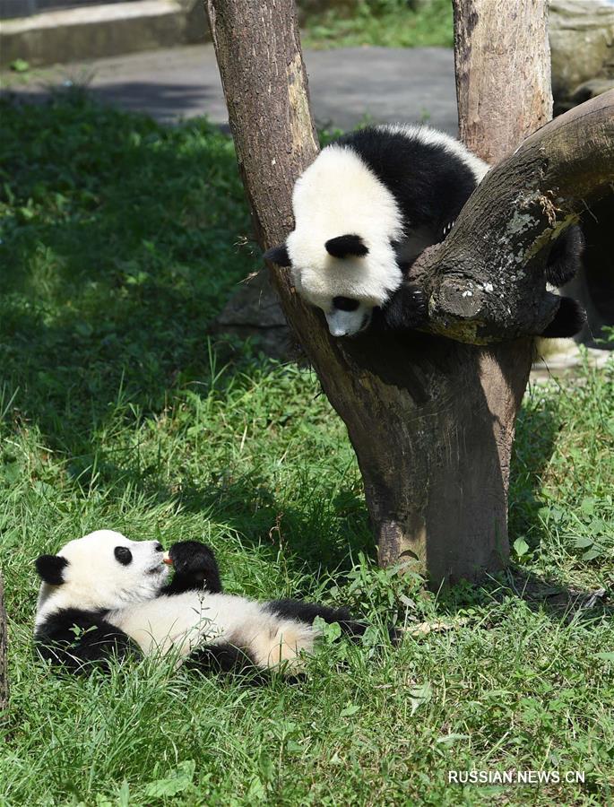 Панды-близнецы празднуют первый день рождения в Чунцинском зоопарке