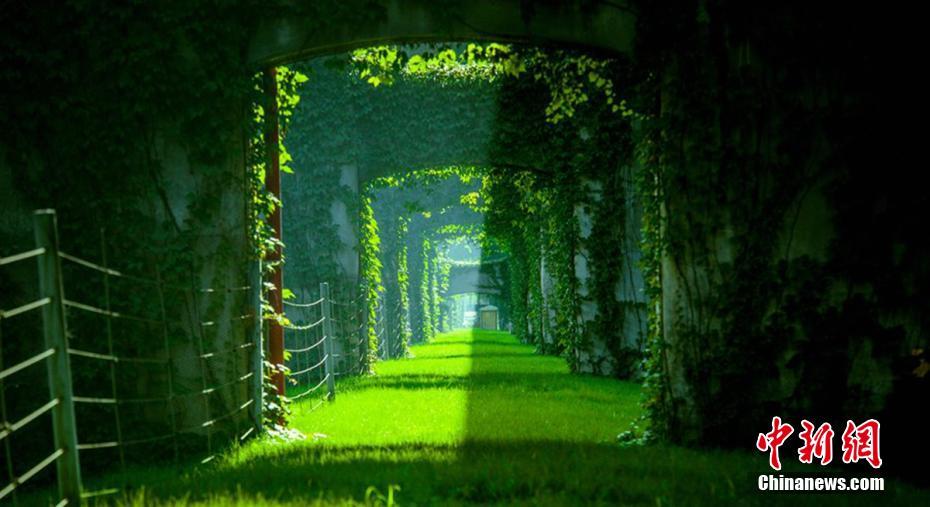“Зеленый коридор” под эстакадой в Чэнду