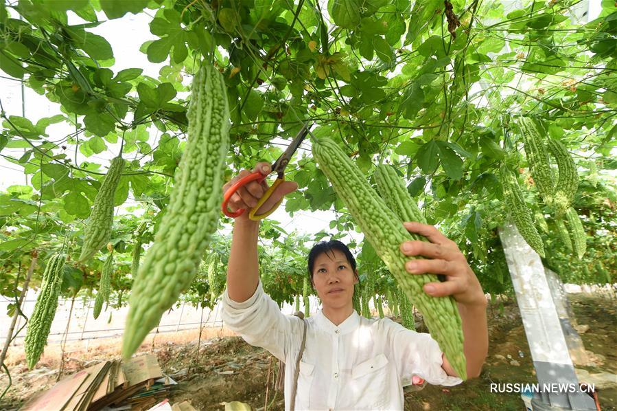 Высокие технологии на службе сельского хозяйства в провинции Фуцзянь