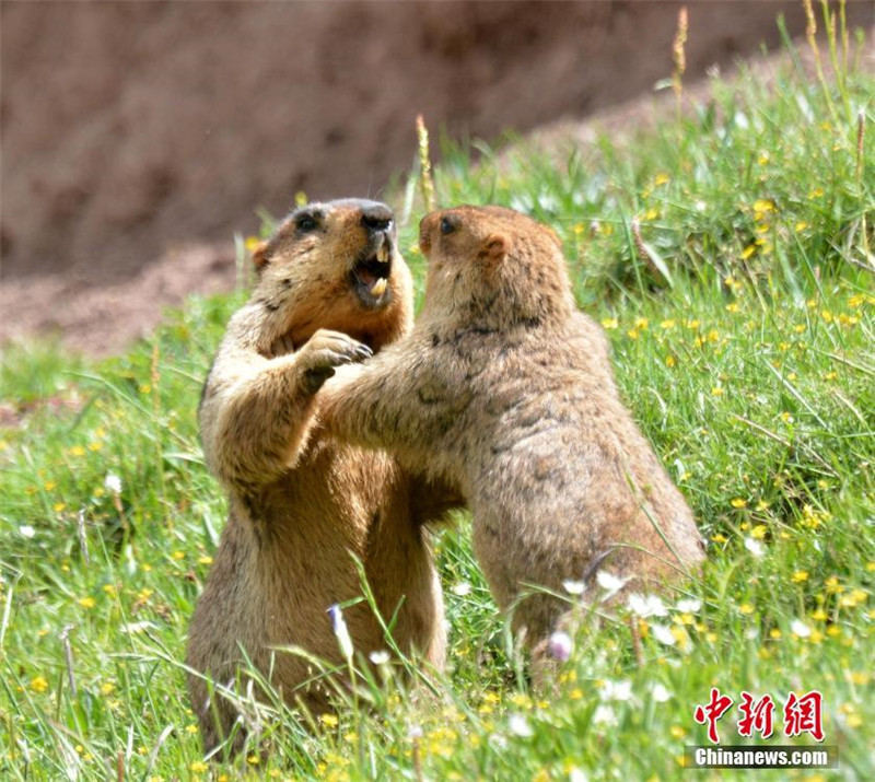 Нанцзяньский международный фестиваль наблюдения за природой закрылся в Китае