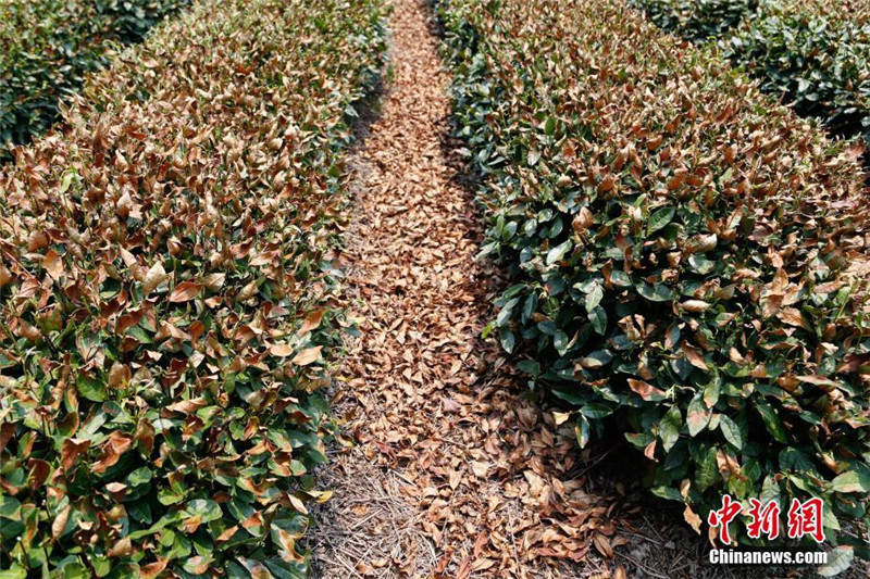 Чайные деревья сорта Лунцзин "обгорели" из-за продолжительной жары в Ханчжоу