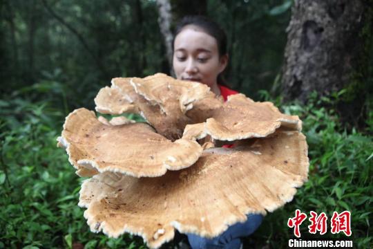 Гигантский гриб обнаружен на юго-западе Китая