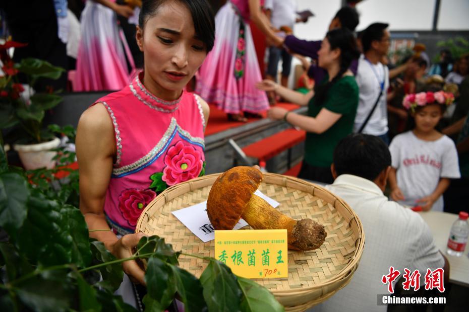 В провинции Юньнань выбирают “короля” грибов