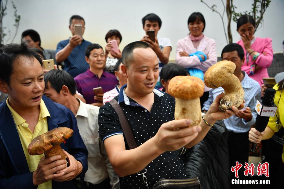 В провинции Юньнань выбирают “короля” грибов