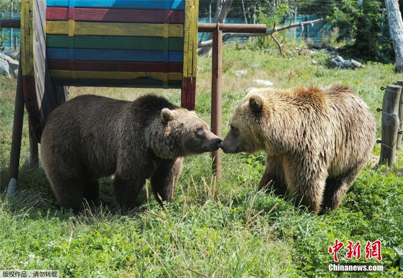 В "доме для медведей" одной из деревень Украины живут пятеро спасенных бурых мишек
