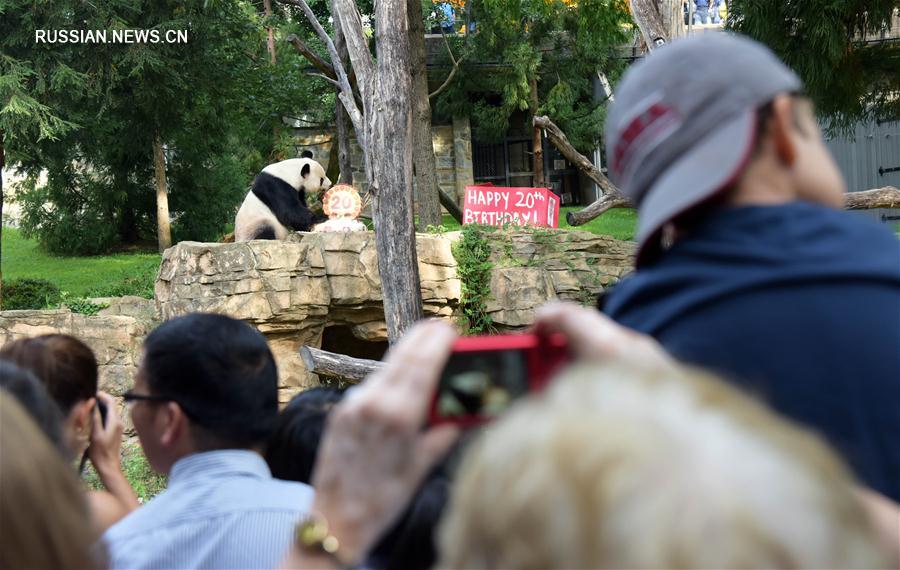 В США отметили день рождения панды Тяньтянь