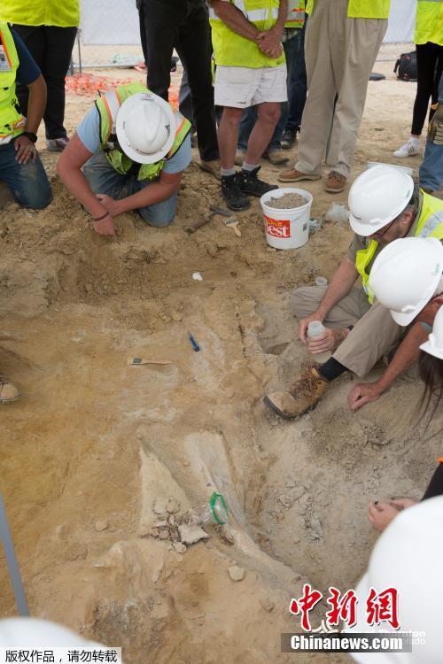 В Колорадо нашли останки трицератопса, который жил 66 млн лет назад