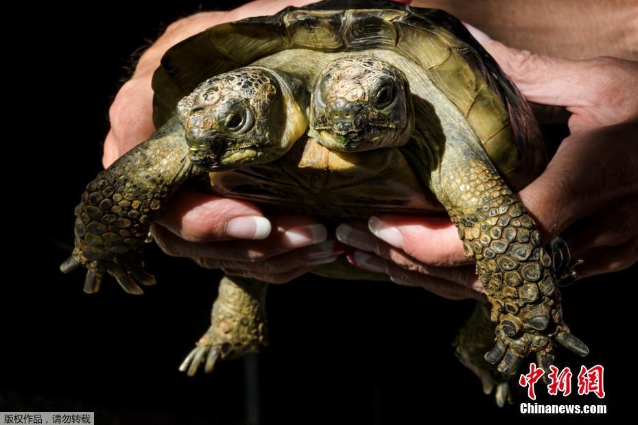 Двуглавой черепахе исполнилось 20 лет