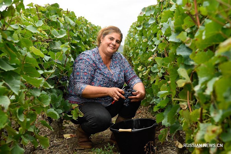 Низкий урожай винограда во Франции повлияет на производство вина