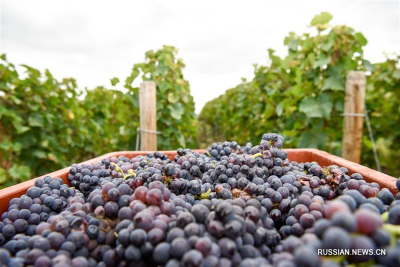 Низкий урожай винограда во Франции повлияет на производство вина