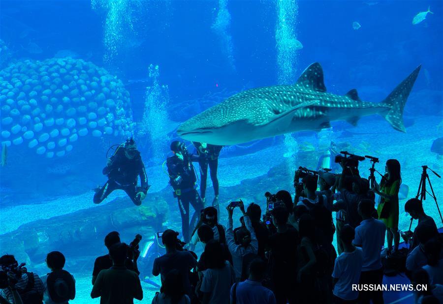 Китовые акулы в чжухайском океанариуме