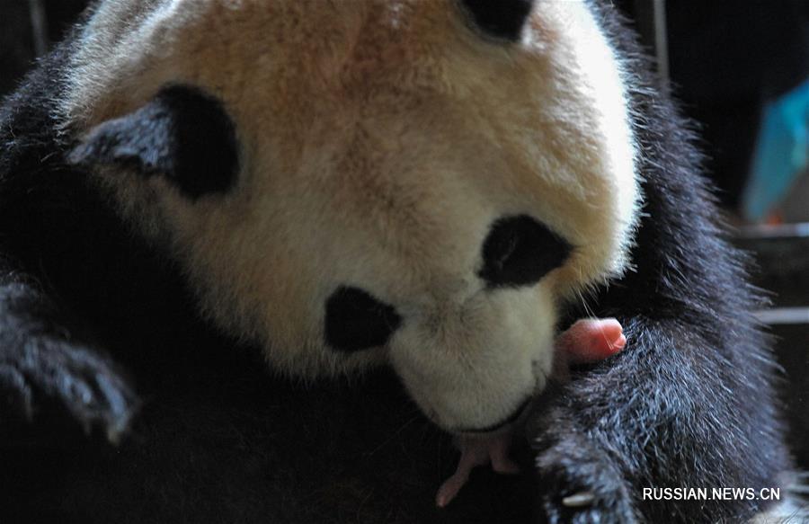 В Китае создается национальный парк больших панд площадью свыше 27 тыс кв км