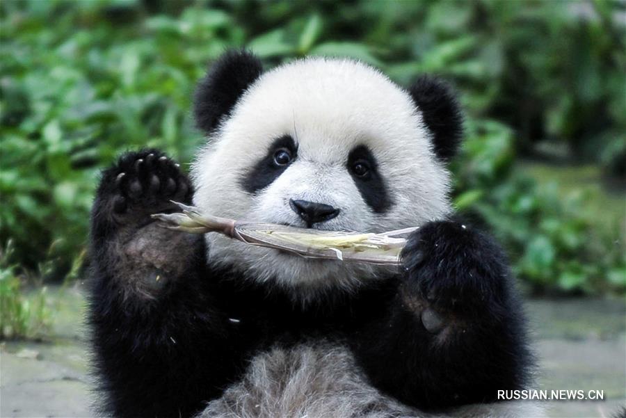 В Китае создается национальный парк больших панд площадью свыше 27 тыс кв км