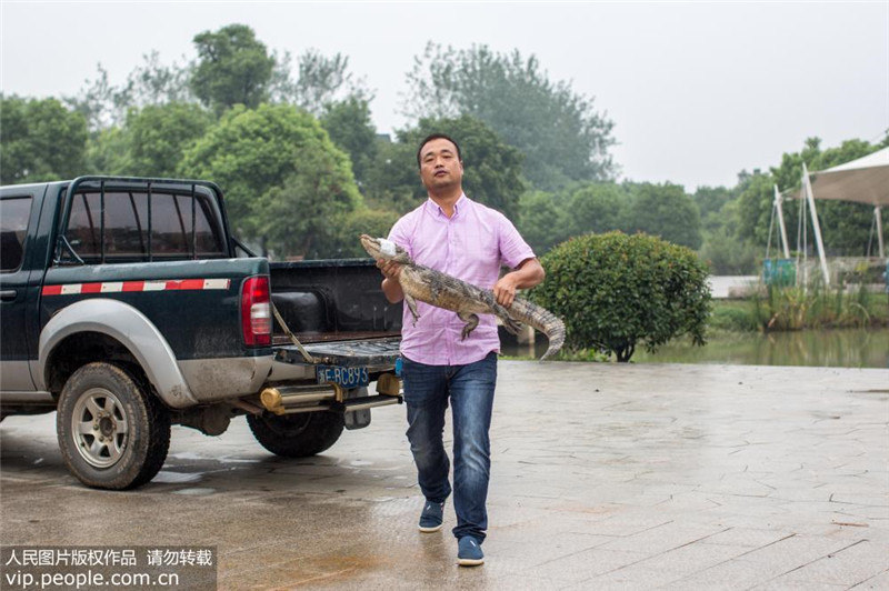 В провинции Чжэцзян выпустили 10 китайских аллигаторов с электронным чипом слежения