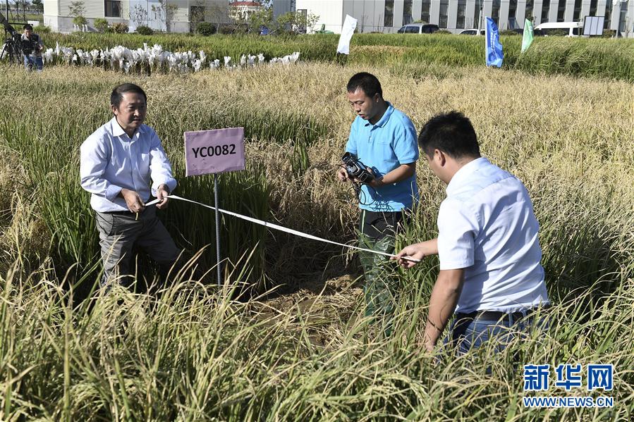 Китай получил высокий урожай солеустойчивого морского риса