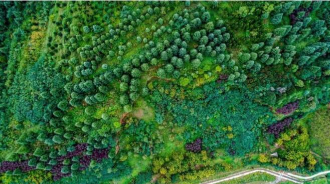 В Китае откроется первый национальный ботанический сад