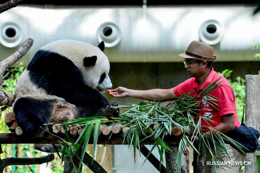 Родившаяся в Малайзии большая панда Нуаньнуань будет возвращена в Китай