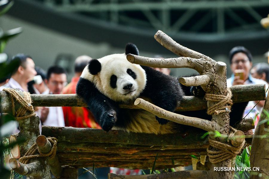 Родившаяся в Малайзии большая панда Нуаньнуань будет возвращена в Китай