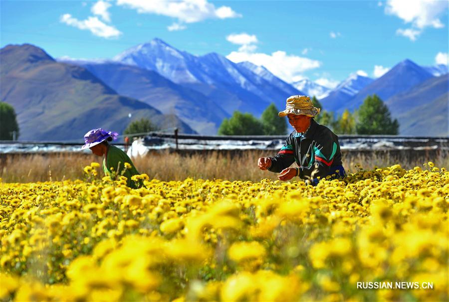 На Тибете приступили к сбору высокогорных чайных хризантем
