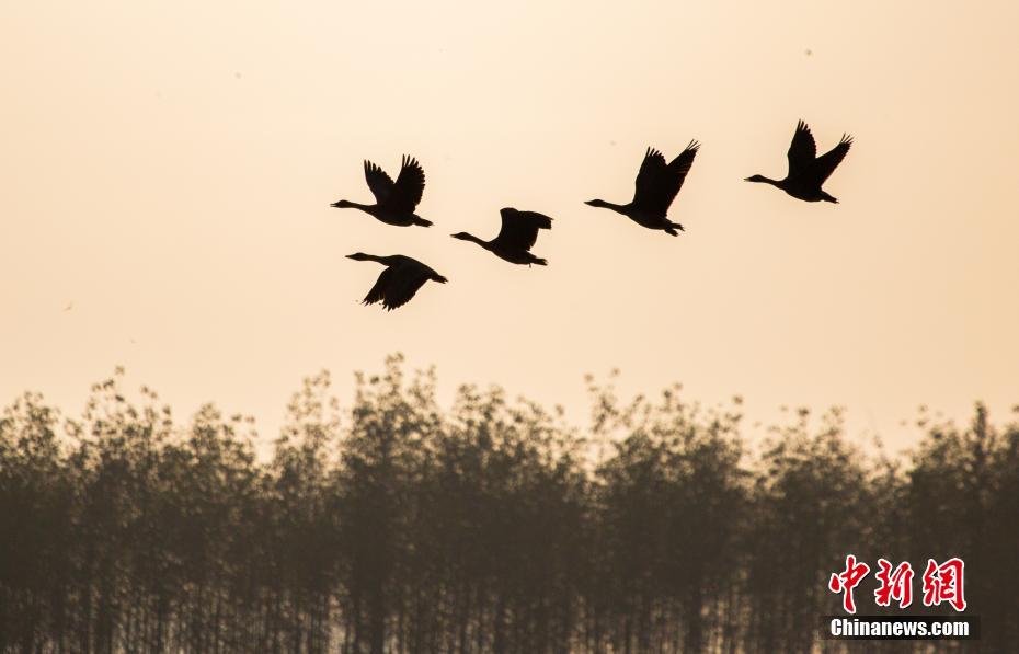 Птицы прилетели на самое большое пресное озеро Китая на зимовку