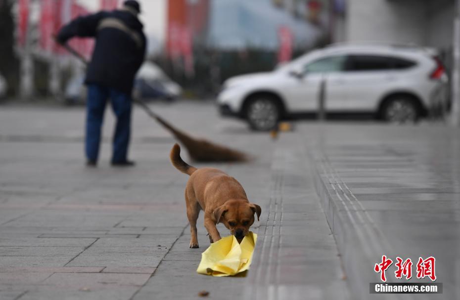 Собака три года помогает хозяину убирать мусор с улиц 