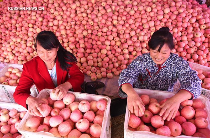 Крестьяне китайской провинции Шаньдун собирают яблоки