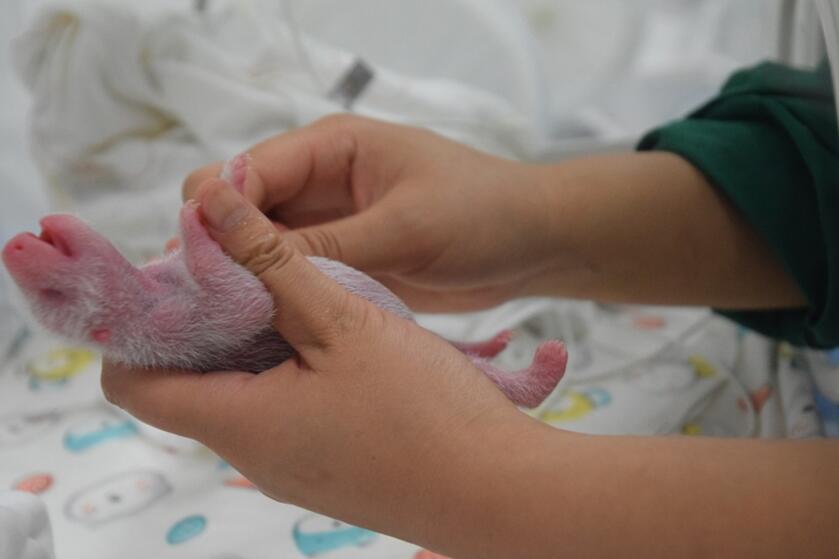 На фото: Работники провели медицинский осмотр новорожденного детеныша панды. Источник: Китайский центр по охране и исследованию больших панд.