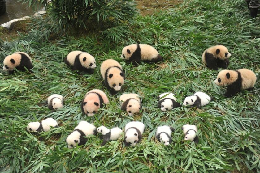 На фото: 17 родившихся медвежат на базе живописного района Бифэнся города Яань в Китайском центре по охране и исследованию больших панд вместе вышли на воздух. Источник: Китайский центр по охране и исследованию больших панд.
