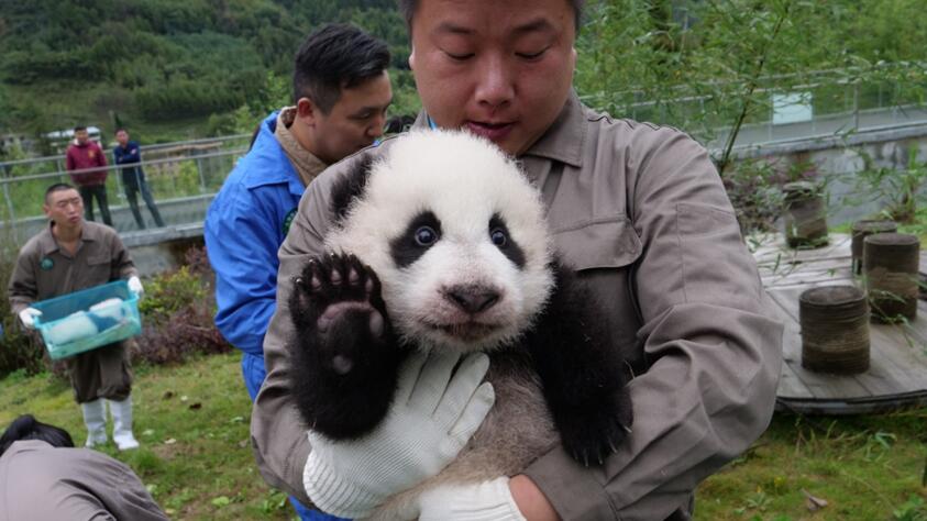 На фото: Родившиеся в 2017 г. детеныши панд здороваются друг с другом. Источник: Китайский центр по охране и исследованию больших панд.
