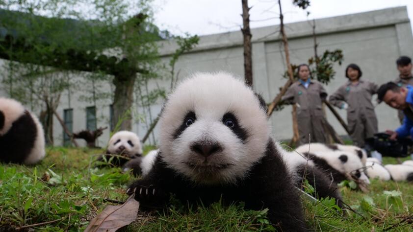 На фото: Панды позируют для группового фото. Источник: Китайский центр по охране и исследованию больших панд.