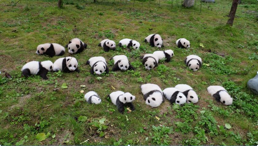 На фото: 19 родившихся медвежат на базе «Шэньшупин» природного заповедника «Волун» Китайского центра по охране и исследованию больших панд вместе вышли на воздух. Источник: Китайский центр по охране и исследованию больших панд.