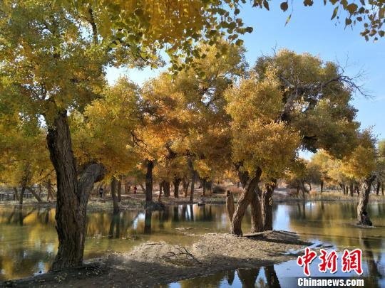 В лесах евфратских тополей Китая открылся осенний туристический сезон