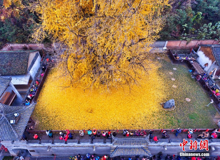 Тысячелетнее дерево гинко в Сиане стало звездой Интернета
