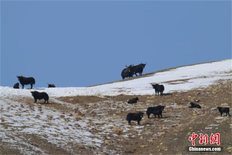 "Горные духи" ищут пропитание после снегопада в провинции Ганьсу