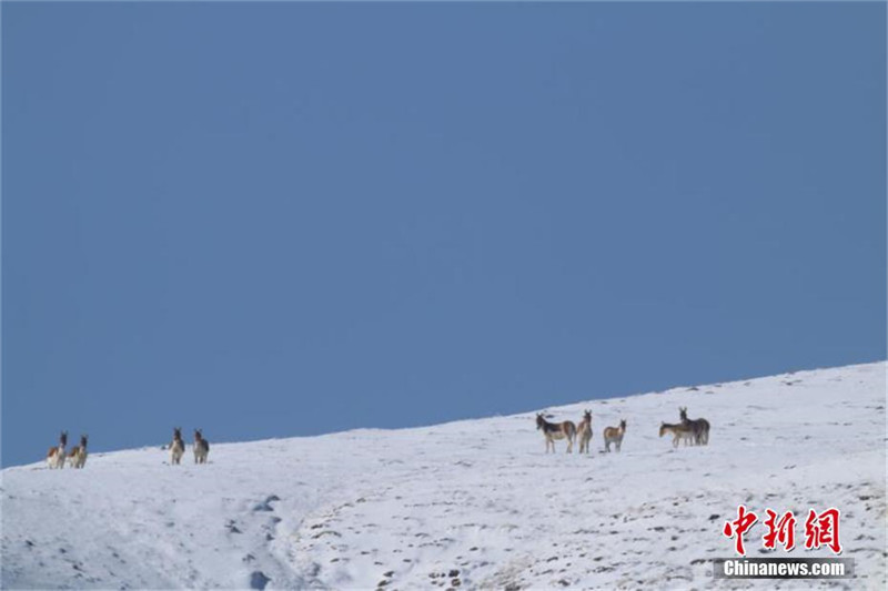 "Горные духи" ищут пропитание после снегопада в провинции Ганьсу