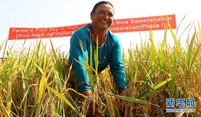 Доходы крестьянки Непала выросли в 4 раза благодаря китайскому рису
