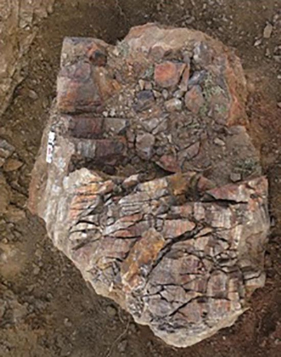 Ископаемое растение возрастом 370 млн лет было найдено в Синьцзяне