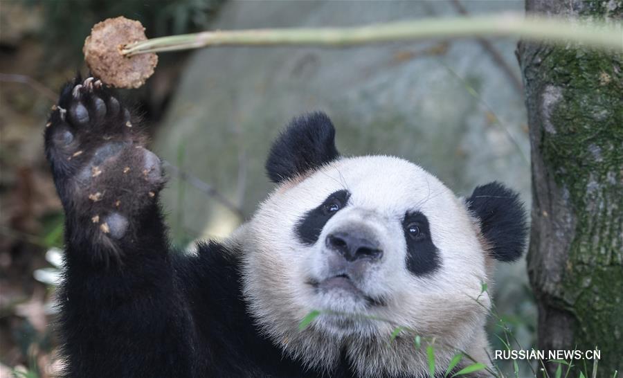Число содержащихся в неволе по всему миру панд достигло 520 особей